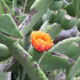 Avatar of user named "hotgirly1992"