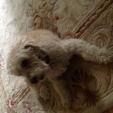 Avatar of user named "Greysteel"