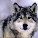 Avatar of user named "TheGreyWolf"