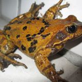 Avatar of user named "Rolf7"