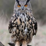 Avatar of user named "boloy"