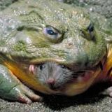 Avatar of user named "Browncock"