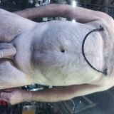 Avatar of user named "Bock_zum_ficken"