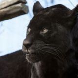 Avatar of user named "Muchacho7"