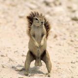 Avatar of user named "telefon4e"