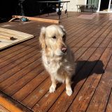 Avatar of user named "figment4"