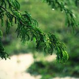 Avatar of user named "bloodyrose2012"