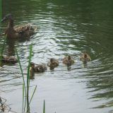 Avatar of user named "CreamLicking"