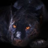 Avatar of user named "WildPanther"