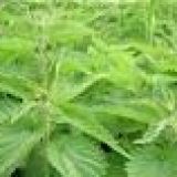 Avatar of user named "Sir-Micha"