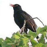 Avatar of user named "livelust"