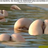 Avatar of user named "nestorb"