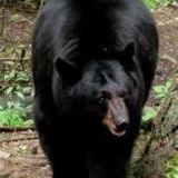 Avatar of user named "theblackbear"