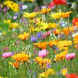 Avatar of user named "bifrau"