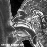 Avatar of user named "pluralio"