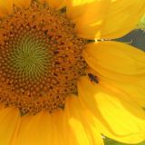 Avatar of user named "dahini"