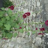 Avatar of user named "victor17"