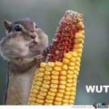 Avatar of user named "odongodong"