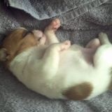 Avatar of user named "Brocaw"