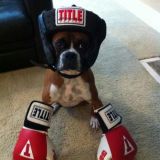 Avatar of user named "zmaj"